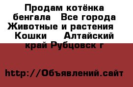 Продам котёнка бенгала - Все города Животные и растения » Кошки   . Алтайский край,Рубцовск г.